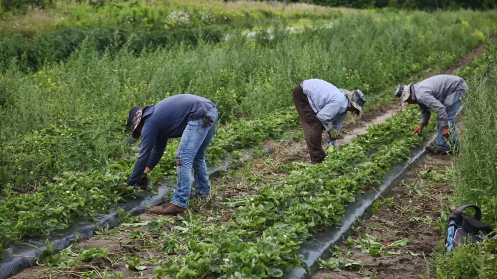 Abuse of migrant workers in Canada