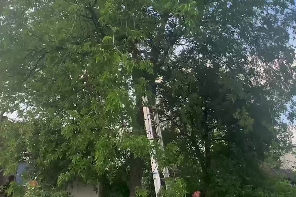 ICE migrant tree standoff