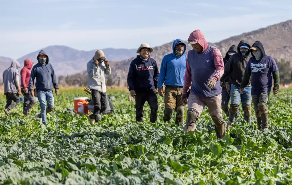 Trump legal status for migrant farmworkers