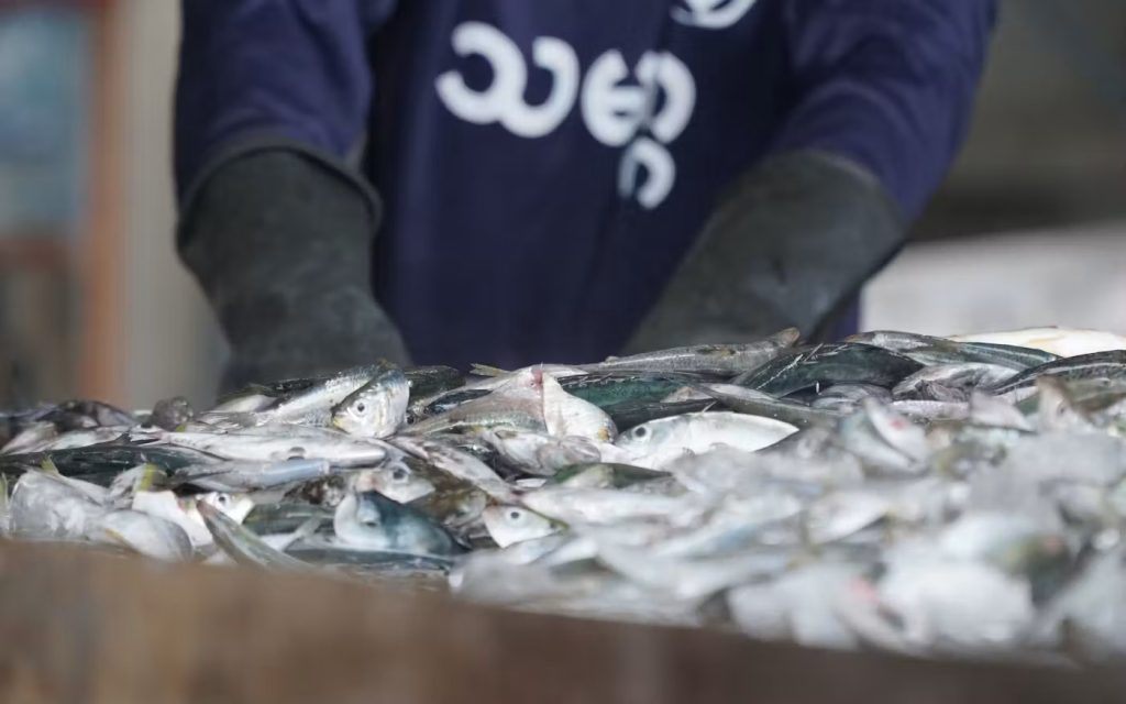 South Korea introduces new safeguards for migrant fishers amid abuse concerns South Korea migrant fisher protections